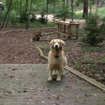 Home Alone Pet Service - Cisco - Dog Walkers Near Me - Chicago, Illinois