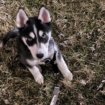 Coyne Veterinary Center - Our baby boy, Blake - Pet Sitting Near Me - Crown Point, Indiana