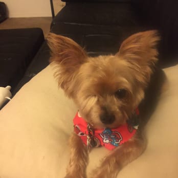 It's A Dog's Life Pet Spaw - Relaxing after his beauty session - Pet Groomers Near Me - Temecula, California It's A Dog's Life Pet Spaw - Relaxing after his beauty session - Pet Groomers Near Me - Temecula, California