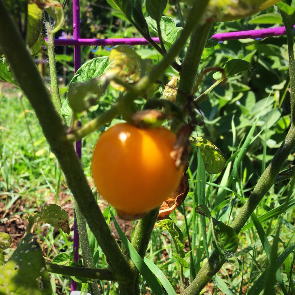 Gladstone Community Garden - Our first tomato of the season. This is a Galina Tomato. - Community Gardens Near Me - Gladstone, Oregon