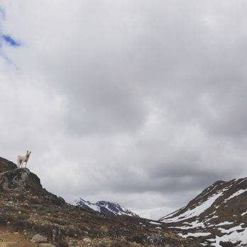 Near Point Hike - Doggo. - Hiking Near Me - Anchorage, Alaska