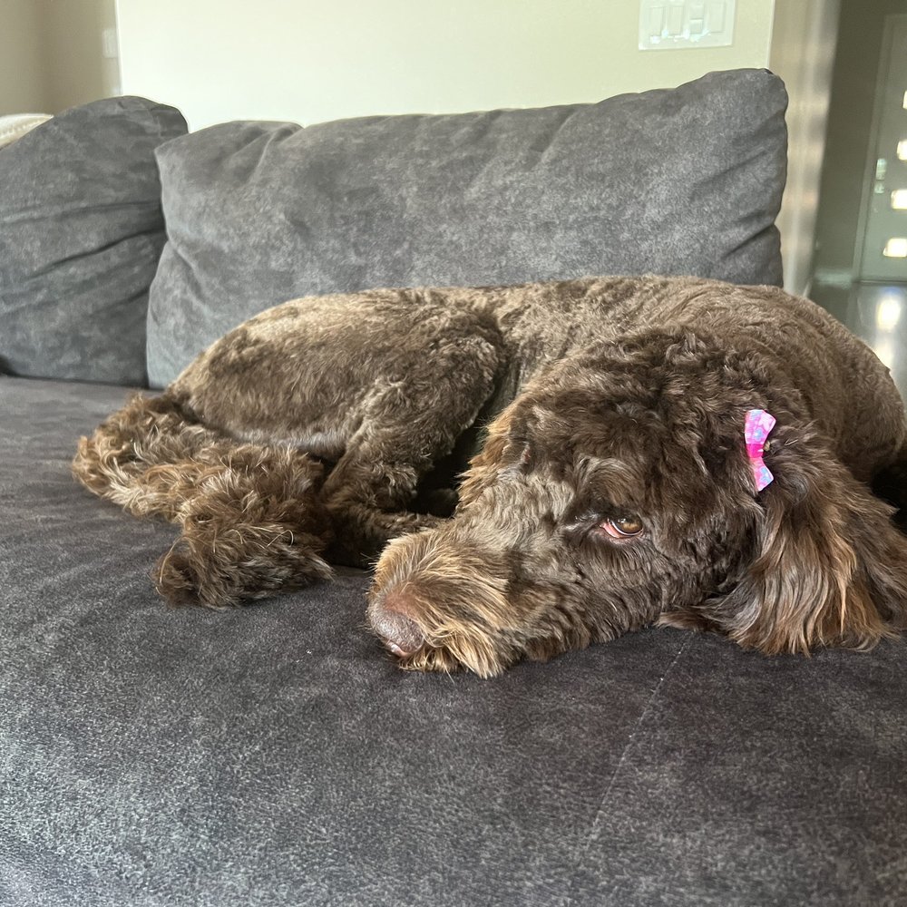 PetSmart - Stressful day of grooming and I hate car rides for some reason l! - Pet Groomers Near Me - Henderson, Nevada PetSmart - Stressful day of grooming and I hate car rides for some reason l! - Pet Groomers Near Me - Henderson, Nevada