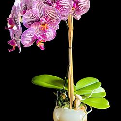 JMB Haute Floral Design - Orchid in Onyx
JMB Haute