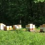 Photo of Barbat's Bees