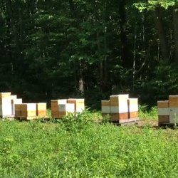 Barbat's Bees - Barbat's Bees Apiary