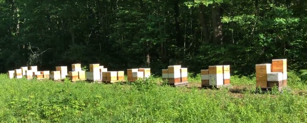 Barbat's Bees - beekeeping in Livonia, MI