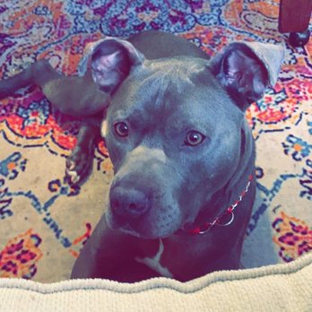 Ulster County SPCA - Scottie - Animal Shelters Near Me - Kingston, New York
