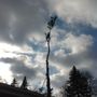 Photo of RG Tree Service