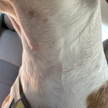Canine To Five Ferndale - Pet Sitting Near Me - Ferndale, Michigan