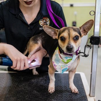 Salty Dog Wash - Pet Groomers Near Me - Galveston, Texas Salty Dog Wash - Pet Groomers Near Me - Galveston, Texas