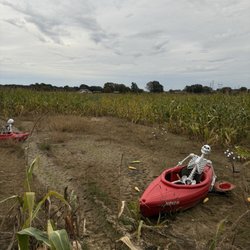 The Mid-South Maze Cornfield
