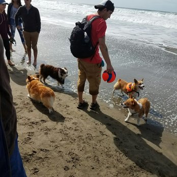 Corgi Con - Festivals Near Me - San Francisco, California Corgi Con - Festivals Near Me - San Francisco, California