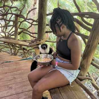 Zoological Wildlife Foundation - Feeding a lemur - Zoos Near Me - Miami, Florida Zoological Wildlife Foundation - Feeding a lemur - Zoos Near Me - Miami, Florida