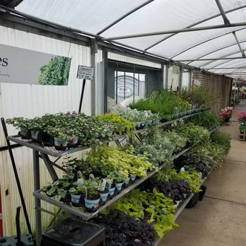 John Schuring Jr. Co. Greenhouse - Vines - Pick Your Own Farms Near Me - Portage, Michigan John Schuring Jr. Co. Greenhouse - Vines - Pick Your Own Farms Near Me - Portage, Michigan