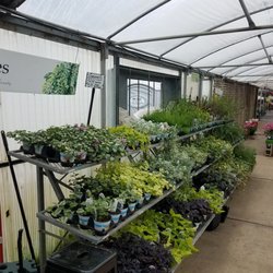 John Schuring Jr. Co. Greenhouse - Vines