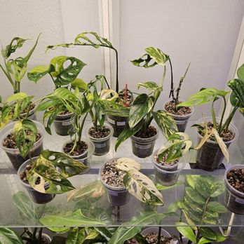 The Plant Sitter - Nurseries & Gardening Near Me - San Jose, California The Plant Sitter - Nurseries & Gardening Near Me - San Jose, California