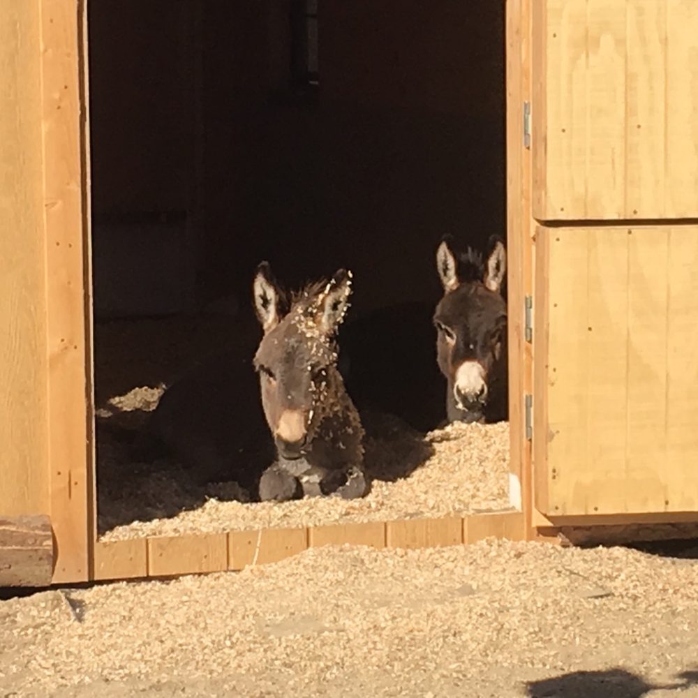 Shed World - You can see our donkeys absolutely love their protected space and the clean up each day has been so easy! - Sheds & Outdoor Storage Near Me - Oak Hills, California Shed World - You can see our donkeys absolutely love their protected space and the clean up each day has been so easy! - Sheds & Outdoor Storage Near Me - Oak Hills, California