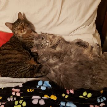 Barking Meow Pet Solutions - Romeo and Juliet - Pet Sitting Near Me Barking Meow Pet Solutions - Romeo and Juliet - Pet Sitting Near Me