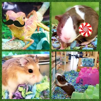PetSmart - Okay!.. YOU Distract HIM.. I'll grab the Keys! - Pet Groomers Near Me - Huntington Station, New York PetSmart - Okay!.. YOU Distract HIM.. I'll grab the Keys! - Pet Groomers Near Me - Huntington Station, New York