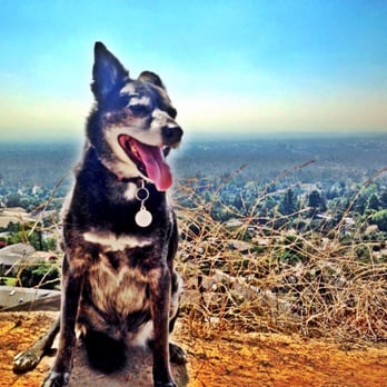 Leash L A - On a hike! - Pet Training Near Me Leash L A - On a hike! - Pet Training Near Me