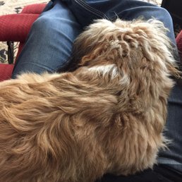 Louie is passed out! Thanks Zionsville Petsuites!