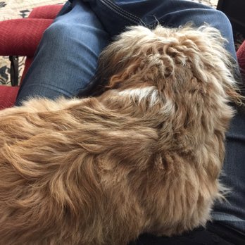 PetSuites Indianapolis Northwest - Louie is passed out! Thanks Zionsville Petsuites! - Pet Groomers Near Me - Indianapolis, Indiana