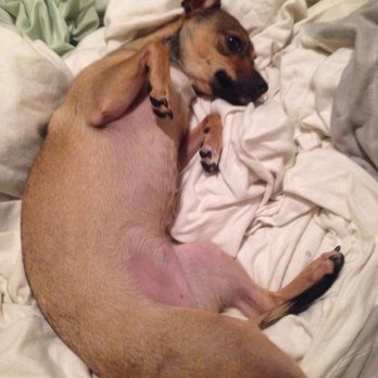 PetSmart - Hours after pick up and she's still pooped - Pet Groomers Near Me - Fairless Hills, Pennsylvania