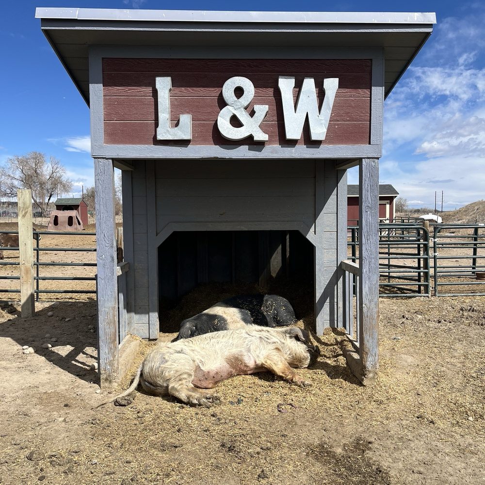 Broken Shovels Farm Sanctuary - Pigs - Farms Near Me - Henderson, Colorado Broken Shovels Farm Sanctuary - Pigs - Farms Near Me - Henderson, Colorado