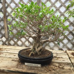 Jade Gardens