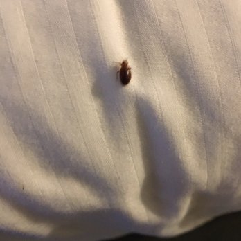 The Long Barn Lodge - Bedbugs - Hotels Near Me - Long Barn, California The Long Barn Lodge - Bedbugs - Hotels Near Me - Long Barn, California