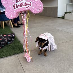 Olive and her piñata!