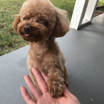 Kiyomi Pet - Happy girl - Pet Groomers Near Me - San Gabriel, California