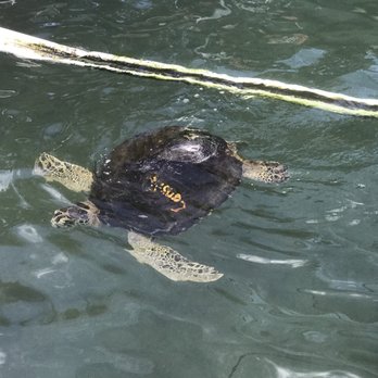 The Turtle Hospital - Bubble butt. So sad. - Veterinarians Near Me - Marathon, Florida
