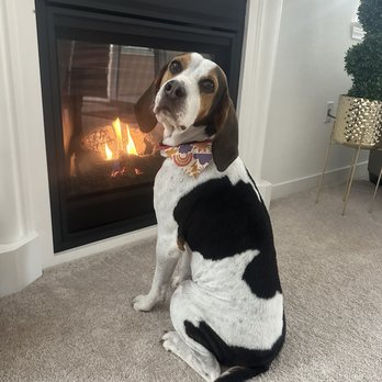The Tails in the City - Coonhound - Pet Groomers Near Me The Tails in the City - Coonhound - Pet Groomers Near Me