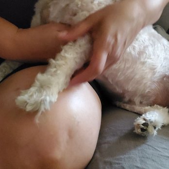 A&M Mobile Dog Grooming - Look at her paw, see the long hair. Money down the drain. Yes, i paid him. But i wont do it twice. - Pet Groomers Near Me A&M Mobile Dog Grooming - Look at her paw, see the long hair. Money down the drain. Yes, i paid him. But i wont do it twice. - Pet Groomers Near Me