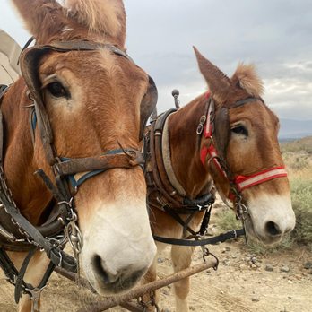 Covered Wagon Tours - Tours Near Me - Thousand Palms, California Covered Wagon Tours - Tours Near Me - Thousand Palms, California