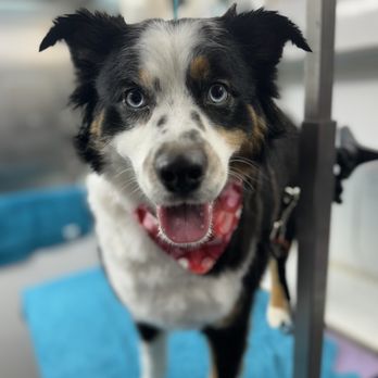 The Rusty Mutt - Mr. Baxter, the mini Aussie with a teddie bear trim - Pet Groomers Near Me