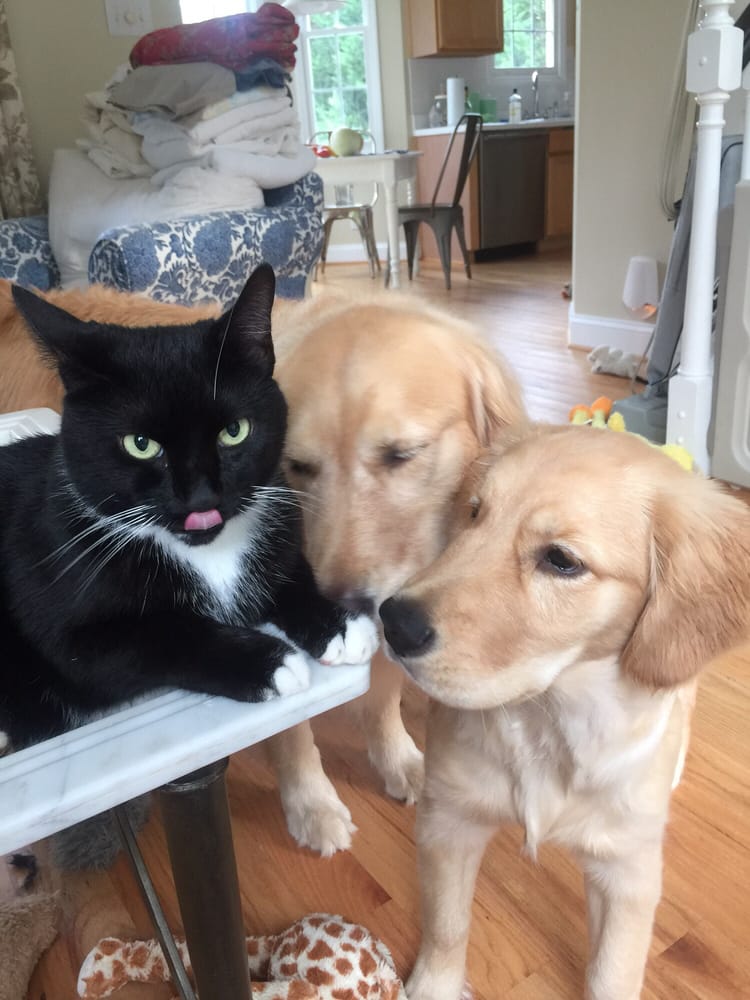 FALCONBRIDGE ANIMAL HOSPITAL Updated September 2024 10 Photos & 33