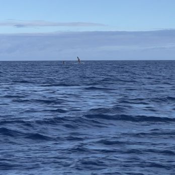 Banzai Adventures - Humpback whale - Boat Tours Near Me - Haleiwa, Hawaii Banzai Adventures - Humpback whale - Boat Tours Near Me - Haleiwa, Hawaii