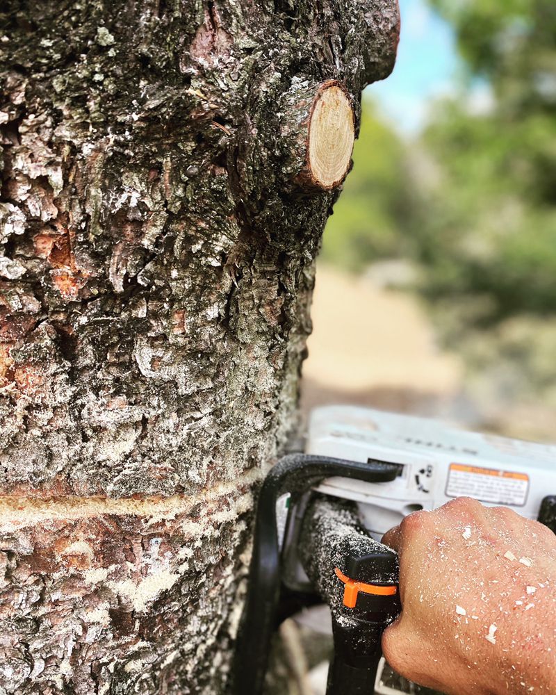 Angel Tree Solutions - tree service in Milwaukee, WI