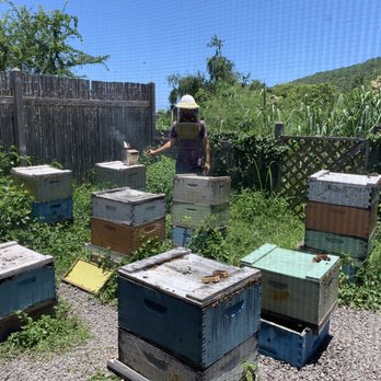 Big Island Bees - Honey Near Me - Captain Cook, Hawaii Big Island Bees - Honey Near Me - Captain Cook, Hawaii