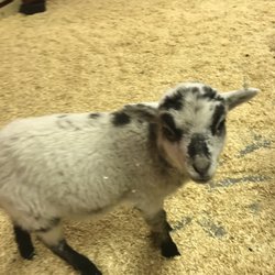 Baby Lamb :)