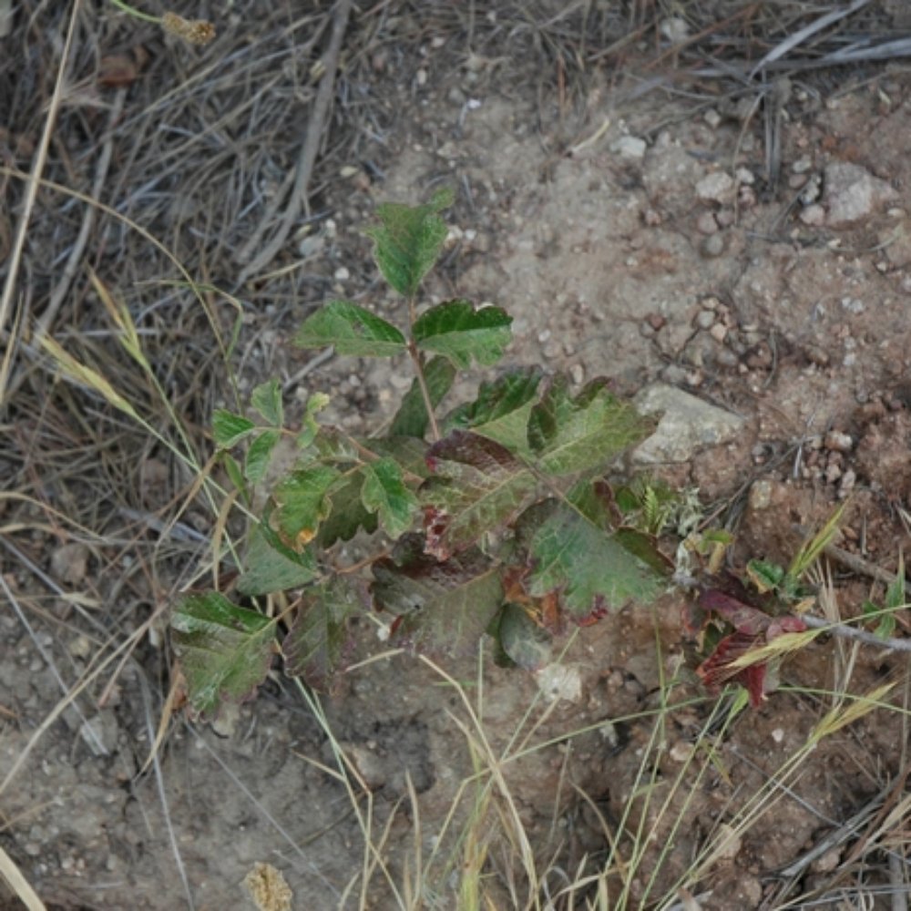 Julia Pfeiffer Burns State Park - Up close with Poison Oak.... - Parks Near Me - Big Sur, California