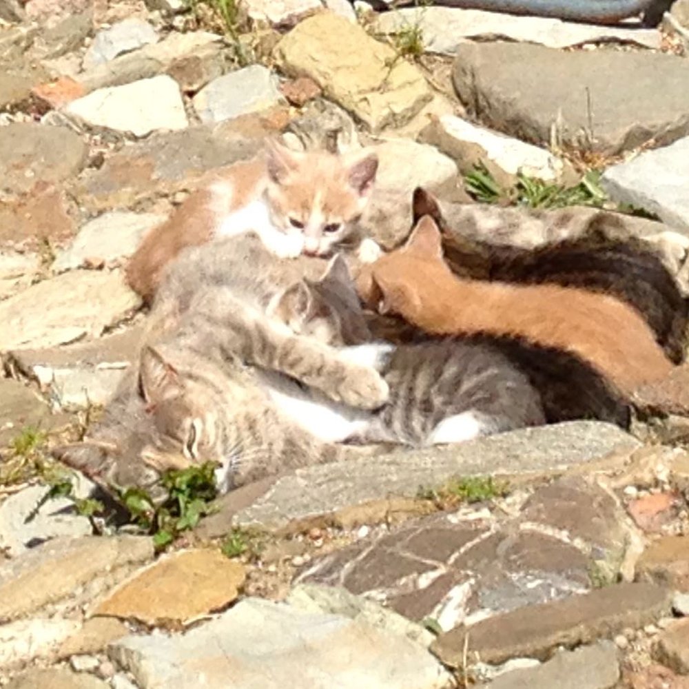 Castello di Potentino - Kittens nursing with their mom. - Bed & Breakfast Near Me - Seggiano, GR