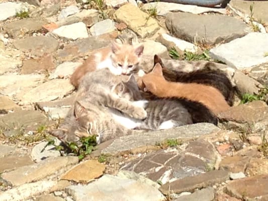 Castello Di Potentino by null