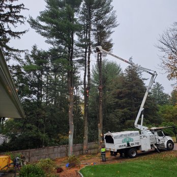 Westland Tree Service - Cherry picker up, ropes on limbs to keep from going over the fence and lowered slowly to ground - Tree Services Near Me - Hartsdale, New York Westland Tree Service - Cherry picker up, ropes on limbs to keep from going over the fence and lowered slowly to ground - Tree Services Near Me - Hartsdale, New York