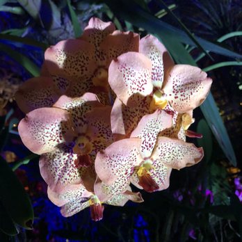 Night Lights in the Garden - Festivals Near Me - Naples, Florida