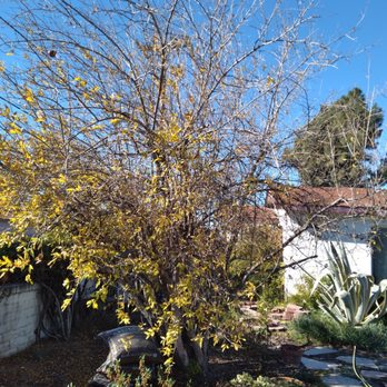 Ezra Tree Service - Pomegranate tree before. - Tree Services Near Me Ezra Tree Service - Pomegranate tree before. - Tree Services Near Me