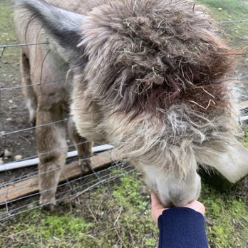 Cascade Rose Alpacas - Petting Zoos Near Me - Carnation, Washington