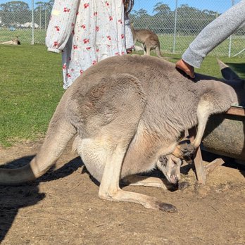 Oakvale Wildlife Park - Zoos Near Me - Salt Ash, NSW Oakvale Wildlife Park - Zoos Near Me - Salt Ash, NSW